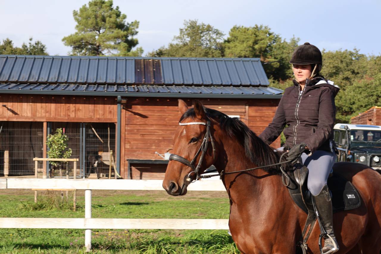 Merrie Zangersheide Te koop 2023 Donker bruin / bai ,  KARAT J .polonais