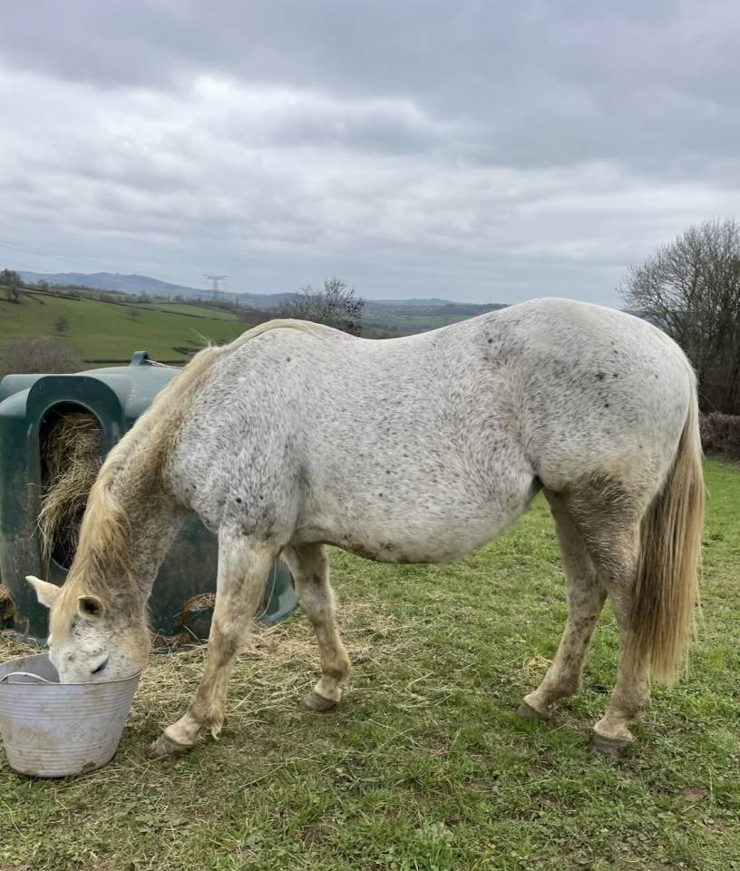 Merrie Selle Français Te koop 2008 Schimmel ,  CORLAND