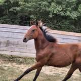 Veulen (ml) Quarter Horse Te koop 2024 Donker bruin / bai ,  EASY SMARTY GUN