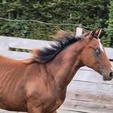 Veulen (ml) Quarter Horse Te koop 2024 Donker bruin / bai ,  EASY SMARTY GUN