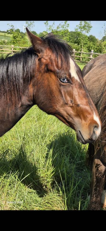 Veulen (ml) Quarter Horse Te koop 2024 Donker bruin / bai ,  EASY SMARTY GUN