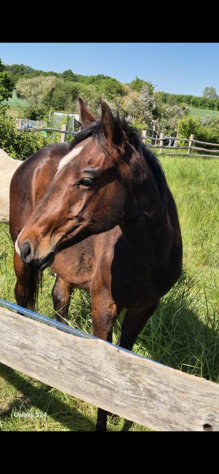 Veulen (ml) Quarter Horse Te koop 2024 Donker bruin / bai ,  EASY SMARTY GUN