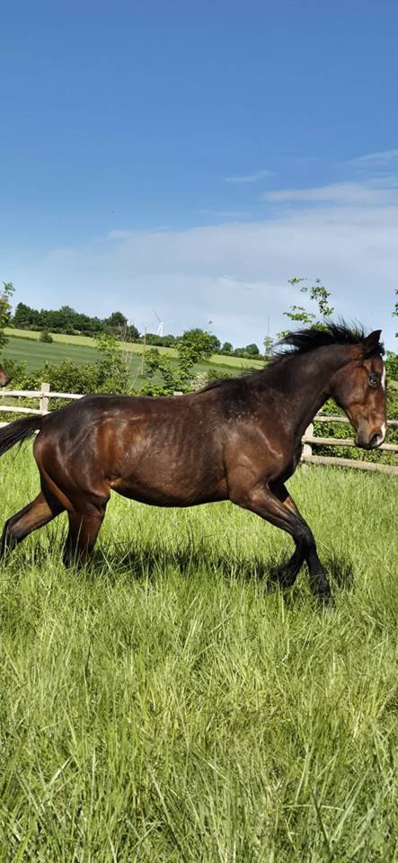 Veulen (ml) Quarter Horse Te koop 2024 Donker bruin / bai ,  EASY SMARTY GUN