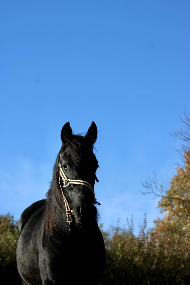 Veulen (vr) Arabisch halfbloed Te koop 2024 Zwart ,  Blackjack Blackfame