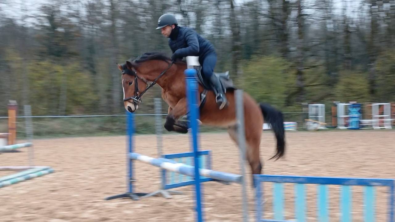 Hengst Selle Fran&ccedil;ais Te koop 2021 Donker bruin / bai ,  Very star kerveyer