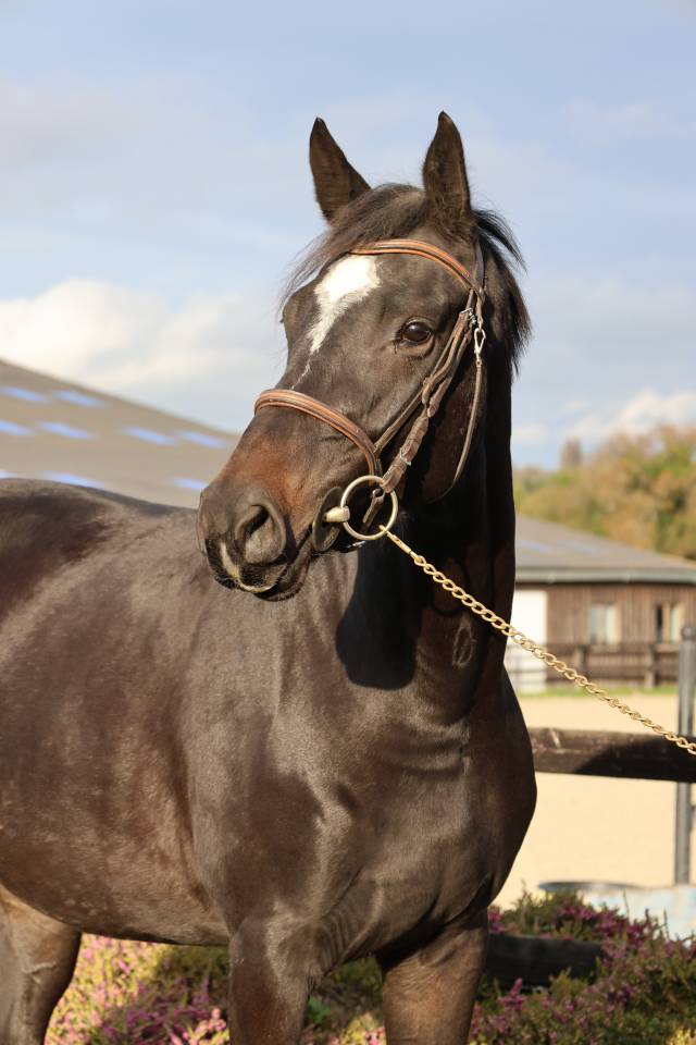 Merrie Selle Français Te koop 2022 Bruin / Bai ,  diarado