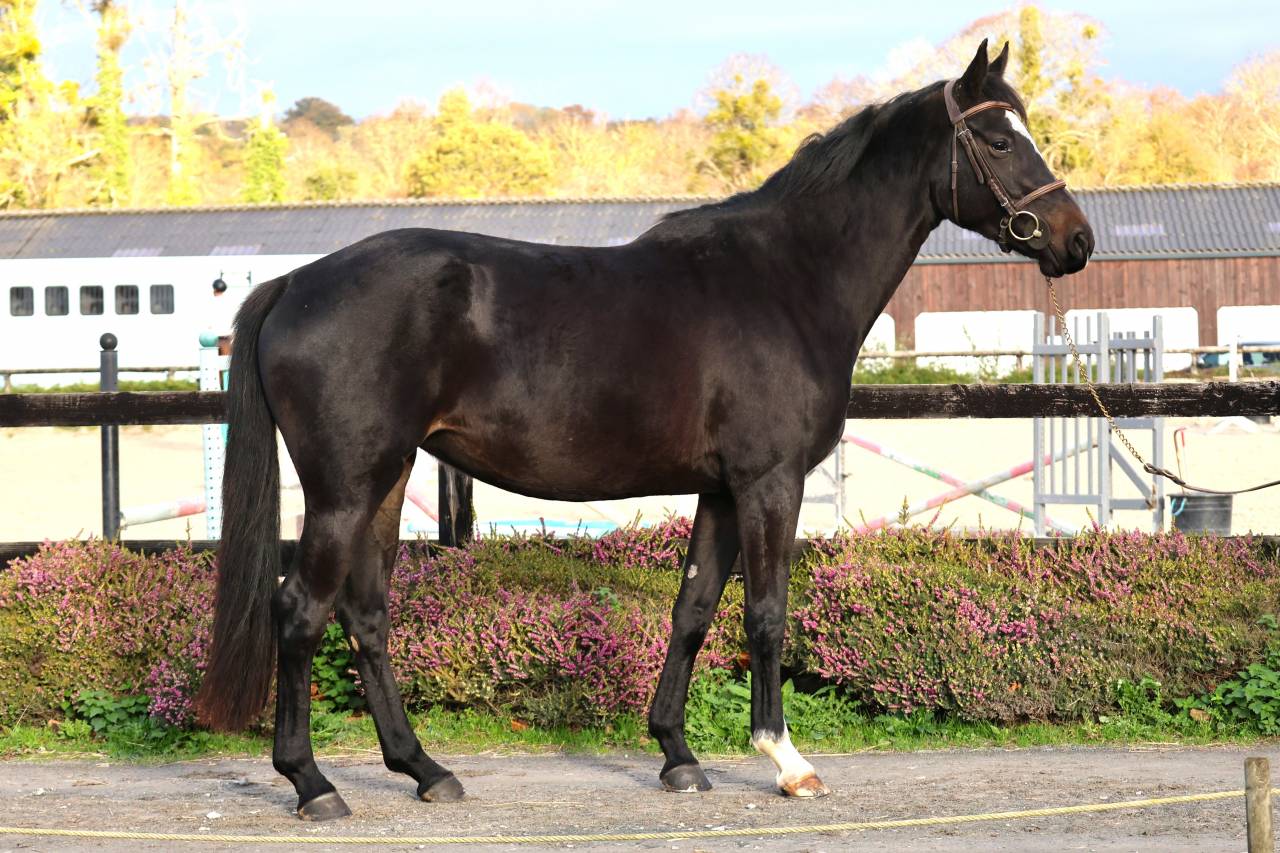 Merrie Selle Français Te koop 2022 Bruin / Bai ,  diarado