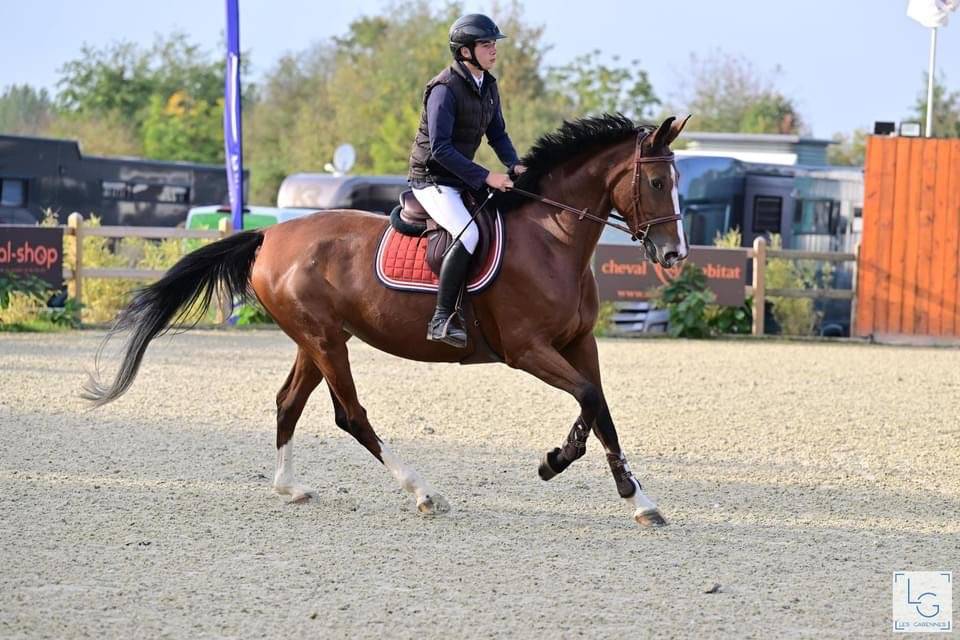 Merrie Selle Français Te koop 2018 Donker bruin / bai ,  Utah van de rock