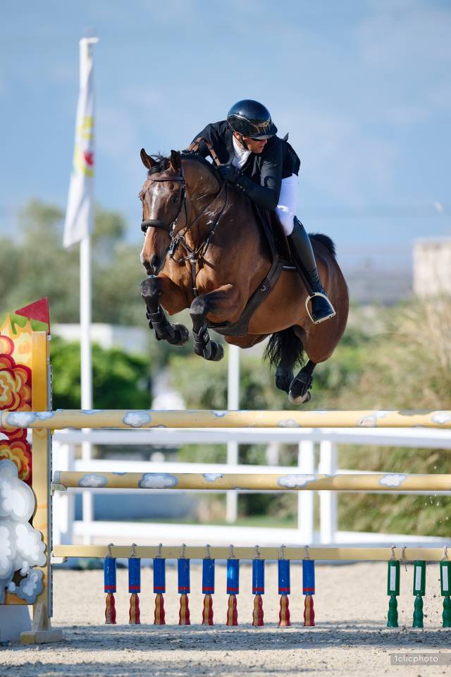 Ruin Selle Français Te koop 2014 Donker bruin / bai