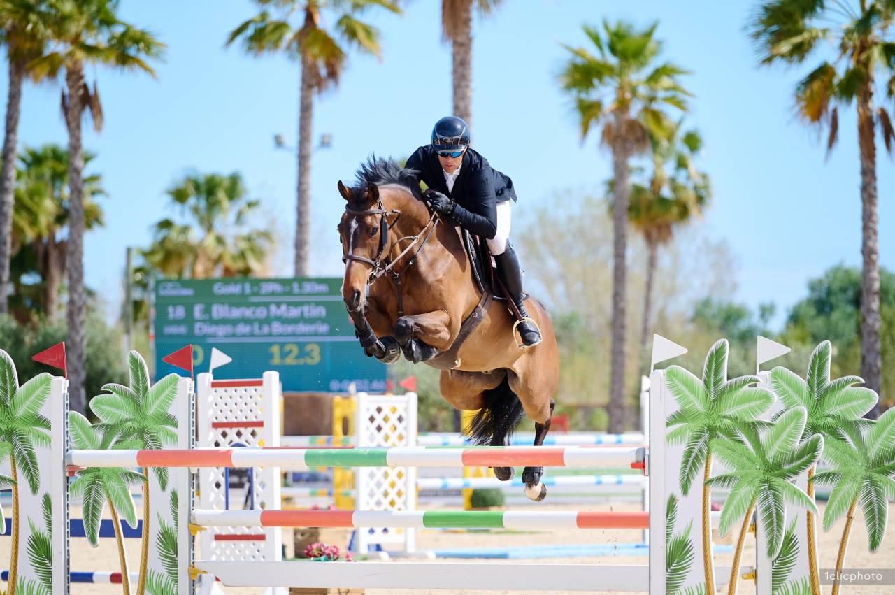 Ruin Selle Français Te koop 2014 Donker bruin / bai