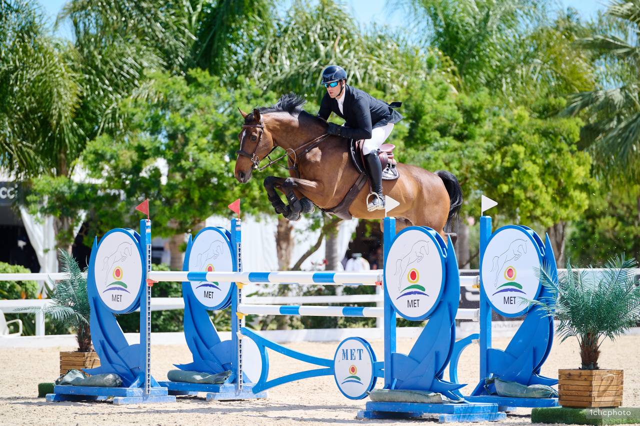 Ruin Selle Français Te koop 2014 Donker bruin / bai