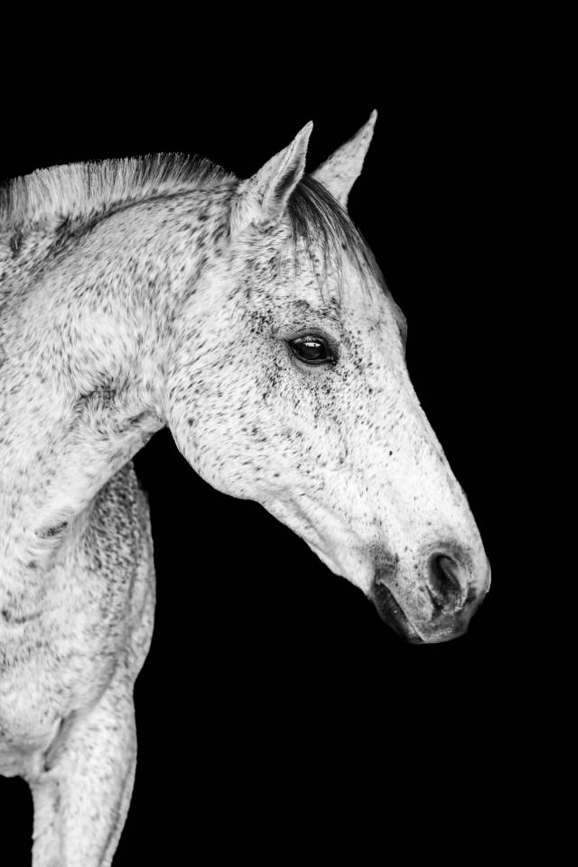 Ruin Engels volbloed Te koop 2011 Schimmel