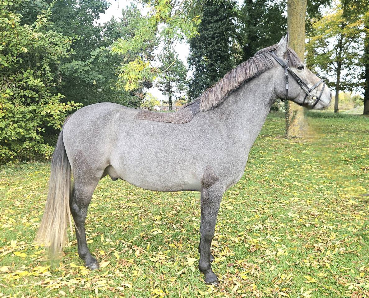 Ruin Franse rijpony PFS Te koop 2023 Schimmel ,  JOCKER DES NOUETTES