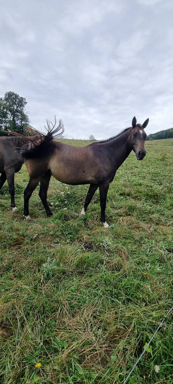 Merrie Akhal-Teke Te koop 2017 Isabel ,  Orion
