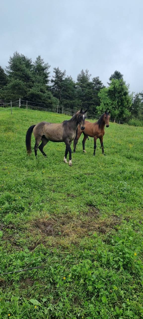 Merrie Akhal-Teke Te koop 2017 Isabel ,  Orion
