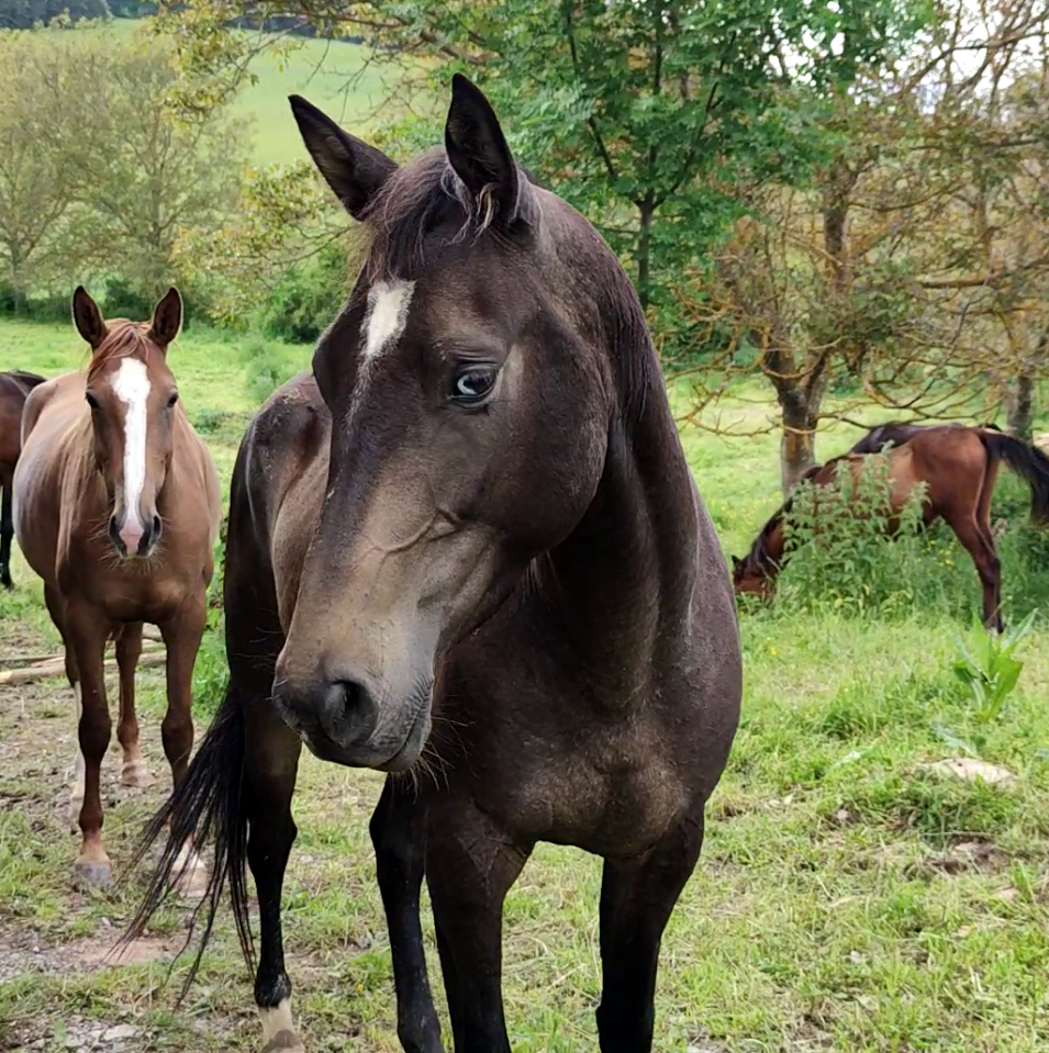 Merrie Akhal-Teke Te koop 2017 Isabel ,  Orion