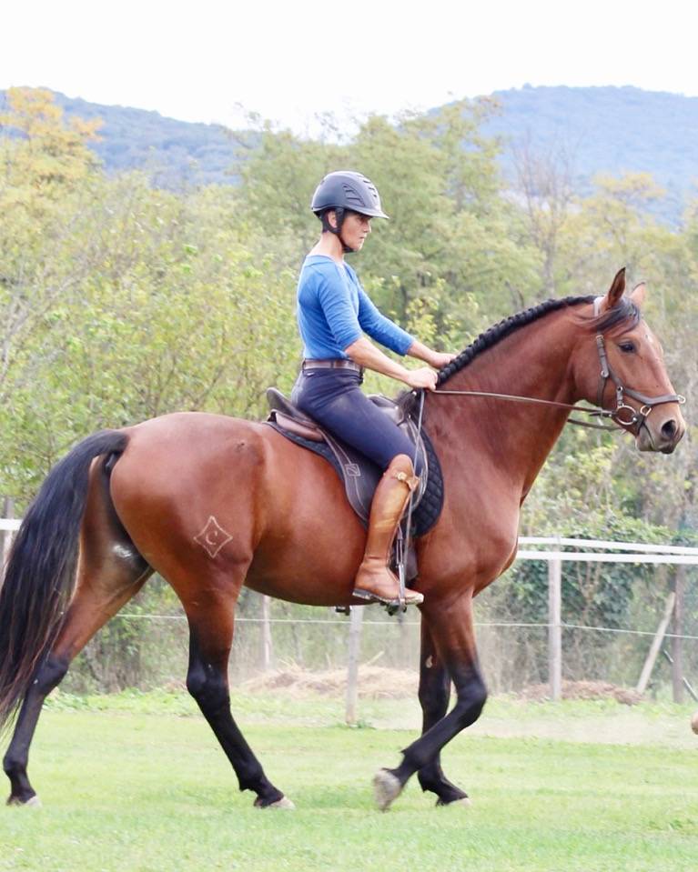 Ruin Lusitano Te koop 2021 Donker bruin / bai ,  EQUADOR MVL