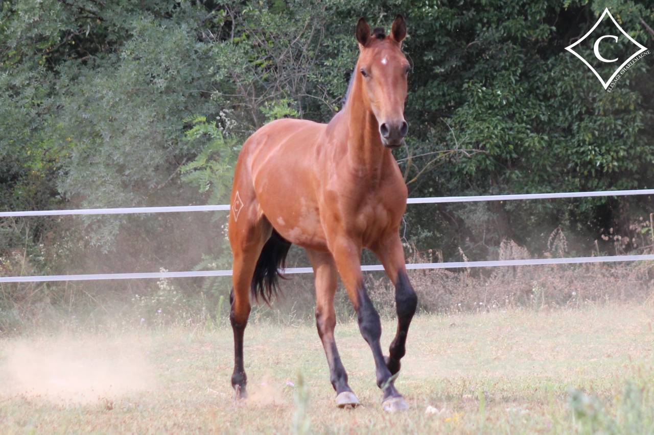 Ruin Lusitano Te koop 2021 Donker bruin / bai ,  EQUADOR MVL