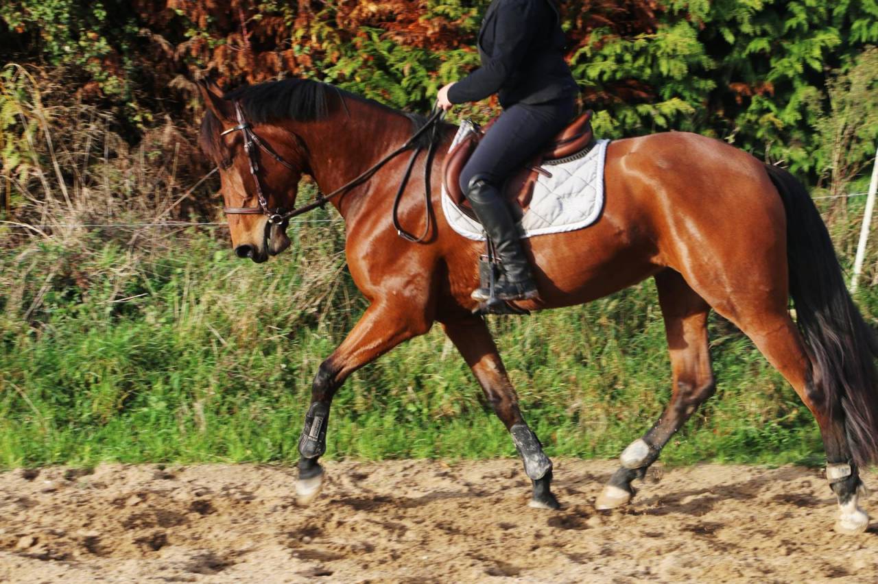 Merrie PRE Puur Ras Spaans Te koop 2021 Donker bruin / bai