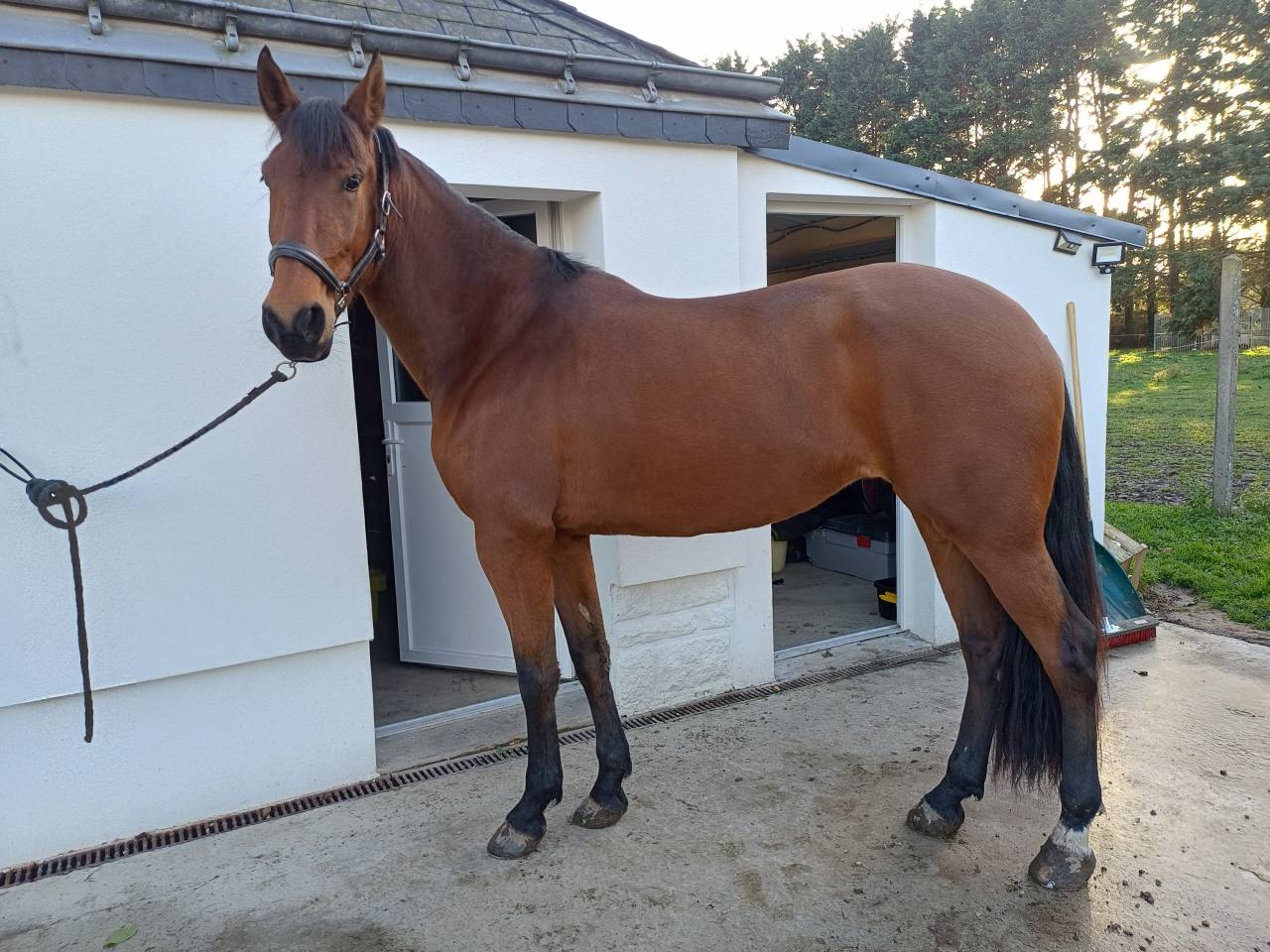 Merrie PRE Puur Ras Spaans Te koop 2021 Donker bruin / bai