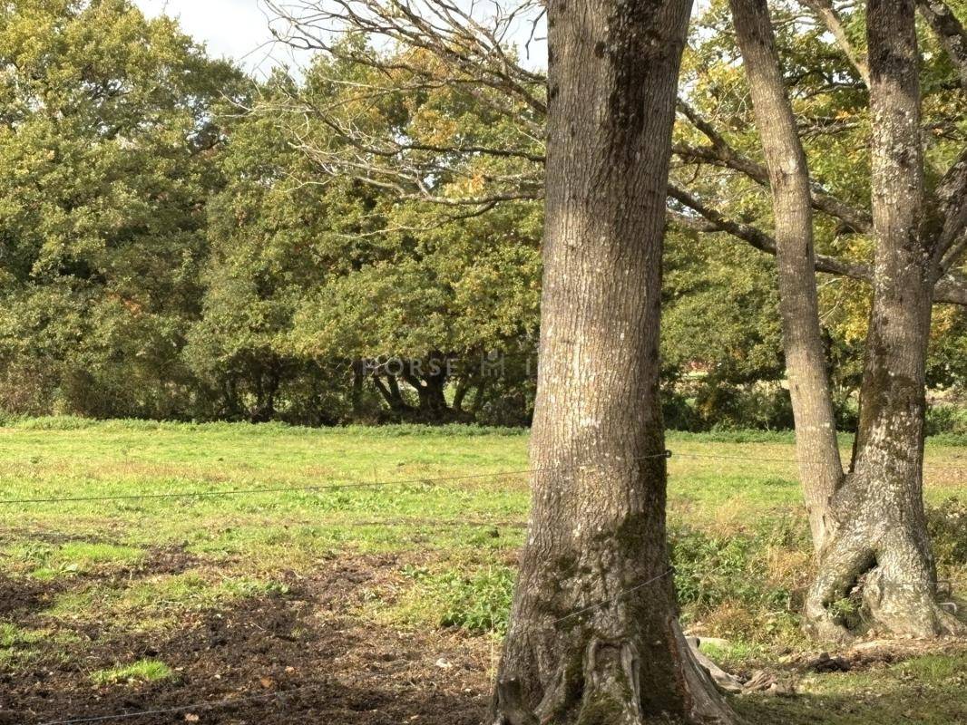 Stoeterij Koop Loire-Atlantique