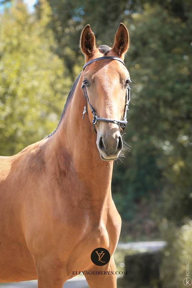 Hengst Lusitano Te koop 2024 Donker bruin / bai ,  Trovador SS 