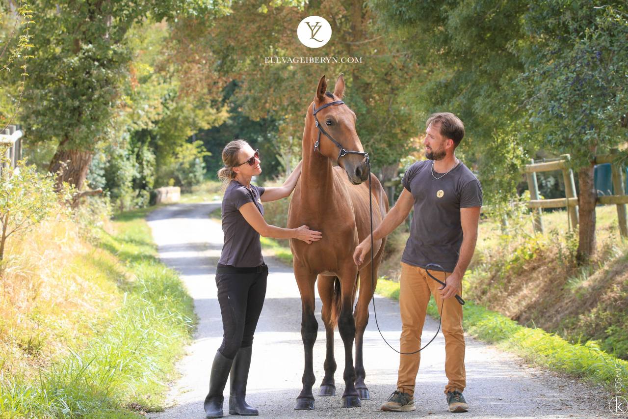 Hengst Lusitano Te koop 2024 Donker bruin / bai ,  Trovador SS 