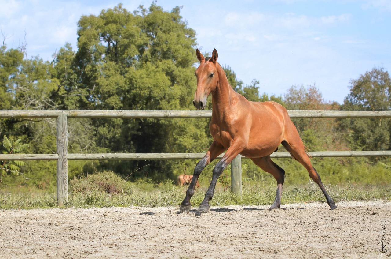 Hengst Lusitano Te koop 2024 Donker bruin / bai ,  Trovador SS 