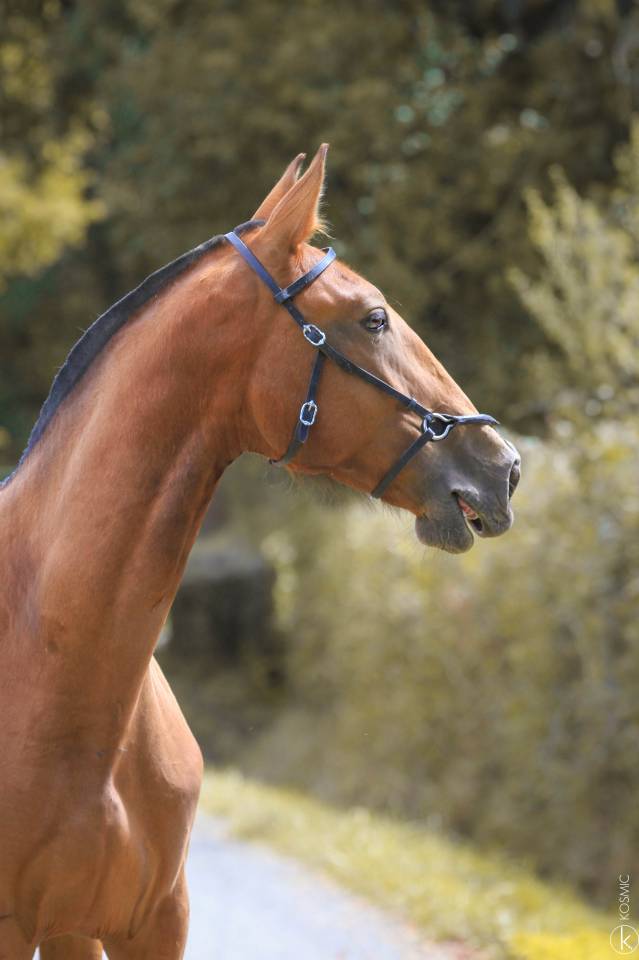 Hengst Lusitano Te koop 2024 Donker bruin / bai ,  Trovador SS 