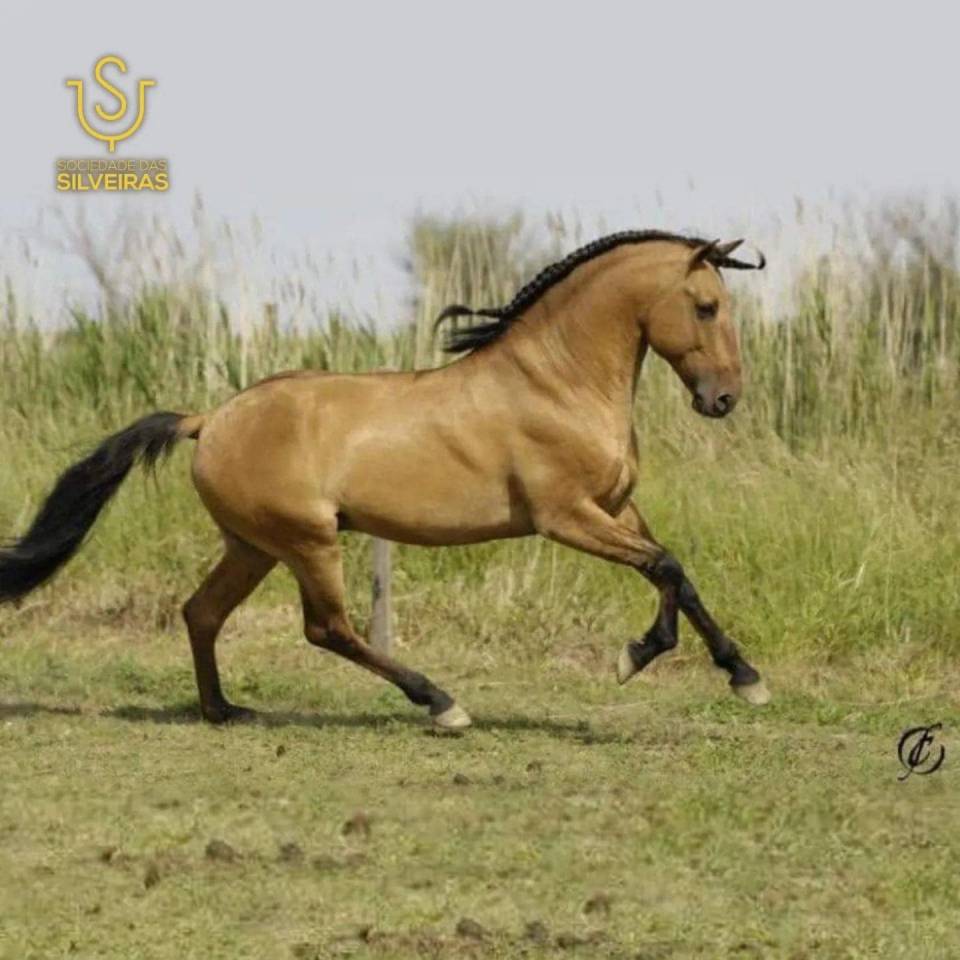 Hengst Lusitano Te koop 2024 Donker bruin / bai ,  Trovador SS 