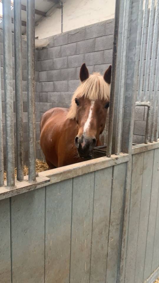Lieve Ierse sport pony