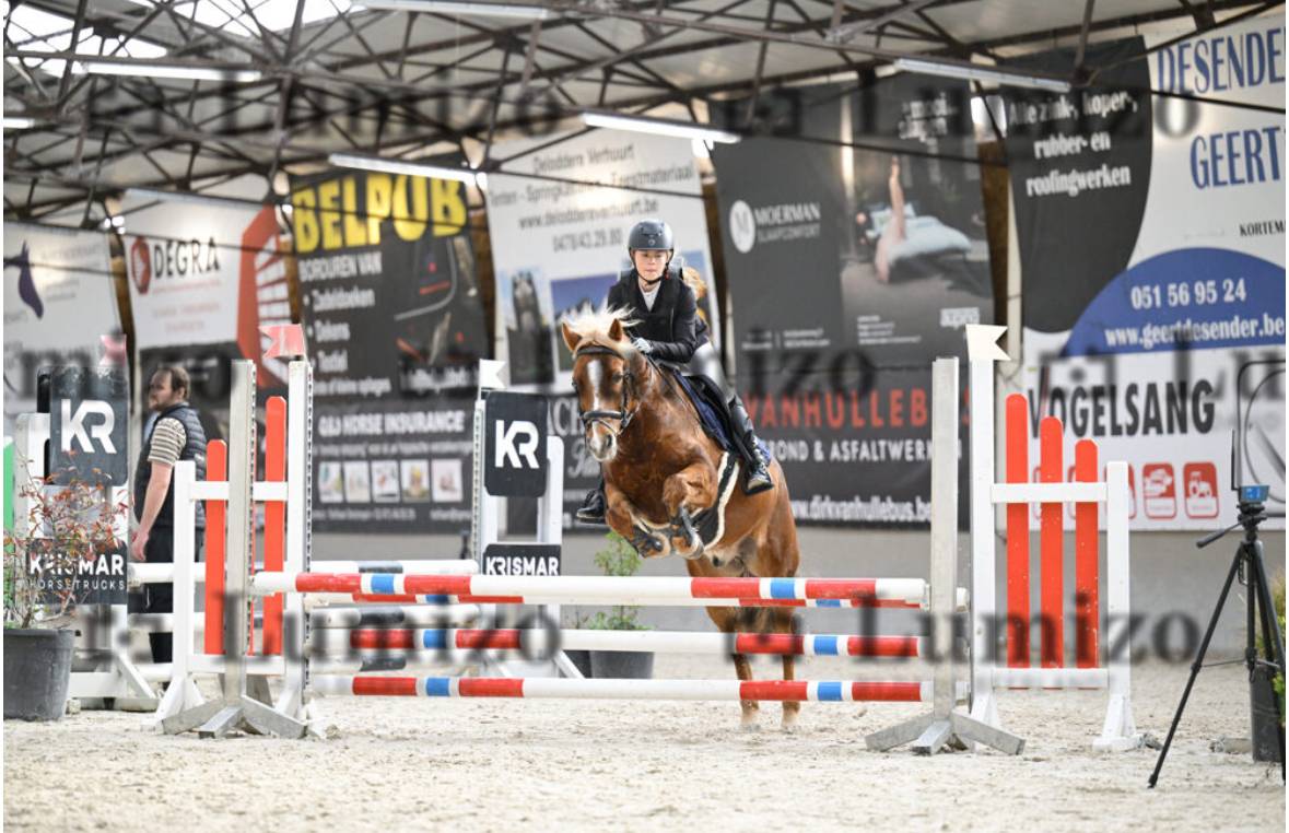 Lieve Ierse sport pony