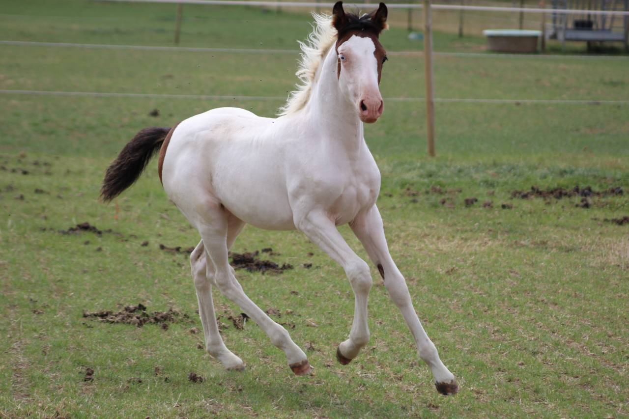 Merrie Welsh Partbred Te koop 2022 Bont