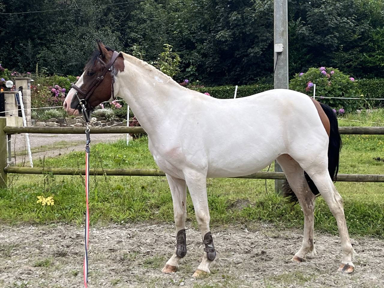 Merrie Welsh Partbred Te koop 2022 Bont