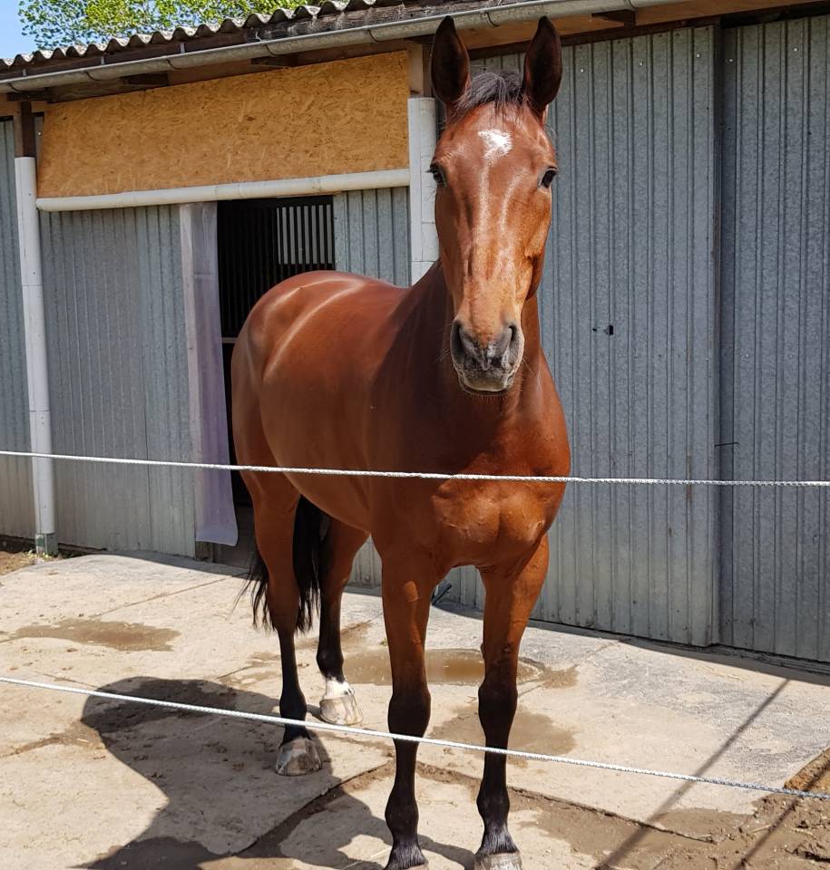Ruin Selle Français Te koop 2012 Donker bruin / bai ,  Nouma d'Auzay