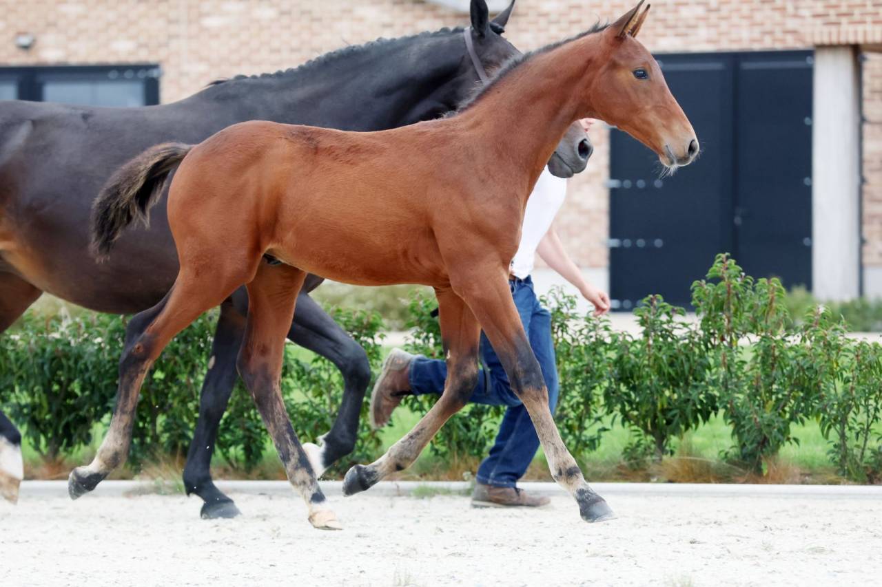 Dekhengst Zangersheide Te koop 2025 Bruin / Bai ,  HH Conrad Z