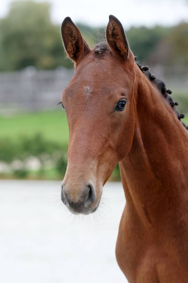 Dekhengst Zangersheide Te koop 2025 Bruin / Bai ,  HH Conrad Z