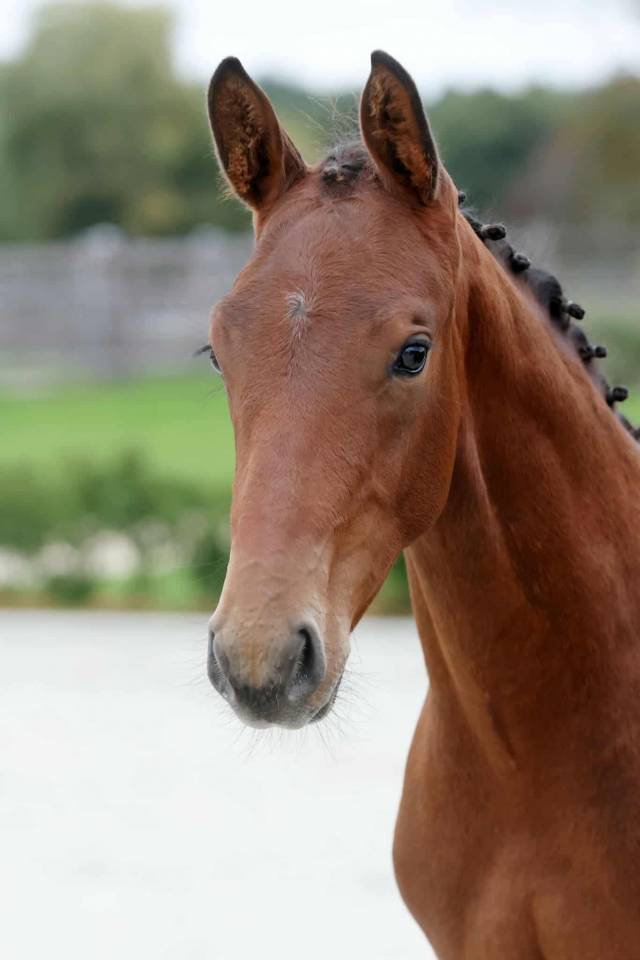 Dekhengst Zangersheide Te koop 2025 Bruin / Bai ,  HH Conrad Z