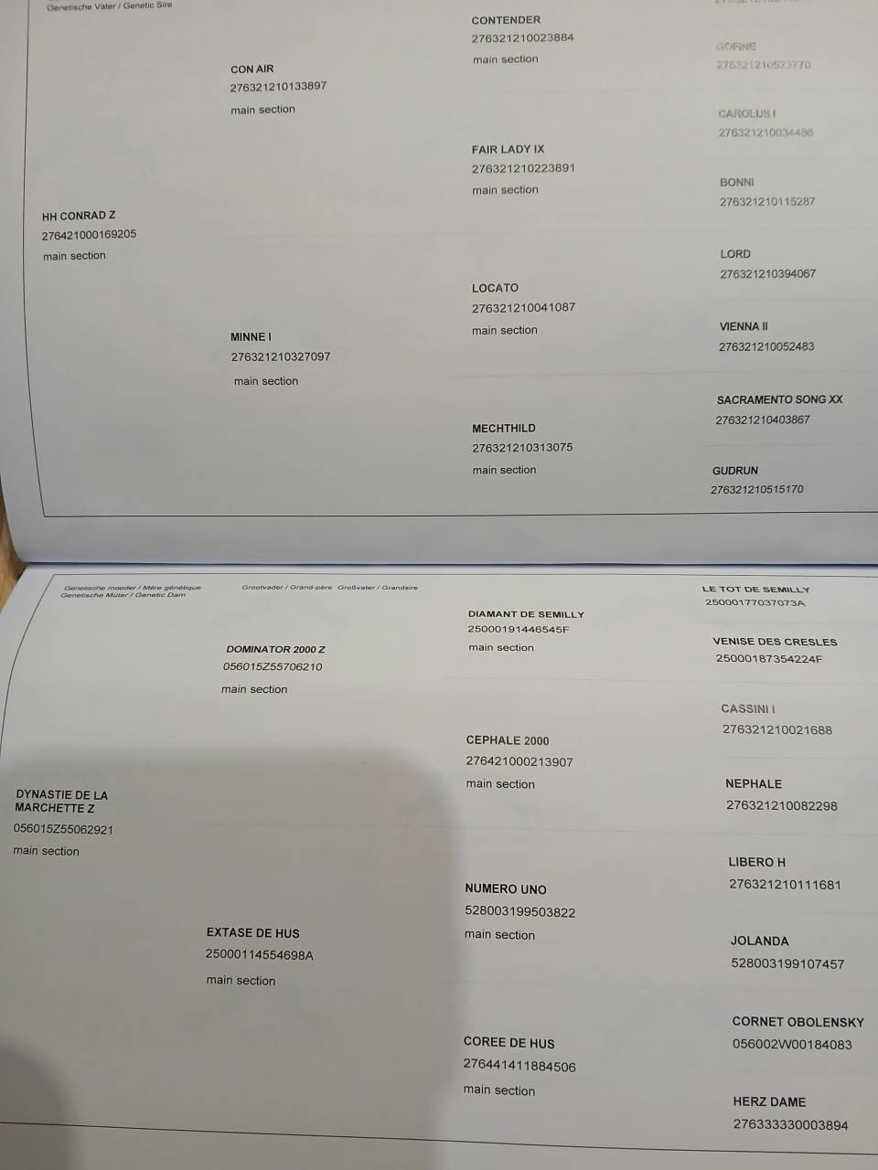 Dekhengst Zangersheide Te koop 2025 Bruin / Bai ,  HH Conrad Z