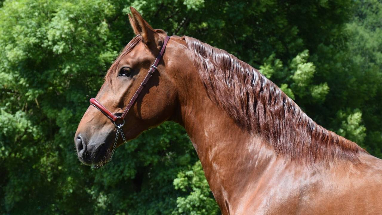 Hengst PRE Puur Ras Spaans Te koop 2022 Vos ,  CAPRICHOSO MANGO