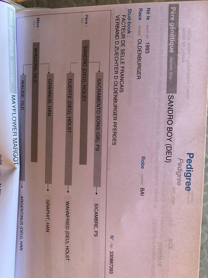 Ruin Selle Français Te koop 2018 Vos ,  SANDRO BOY