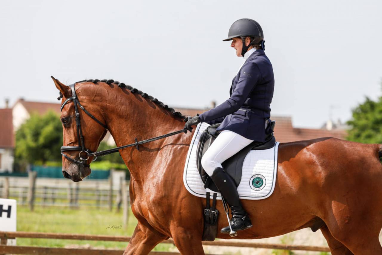 Ruin Holsteiner Te koop 2018 Donker bruin / bai ,  Cassilano