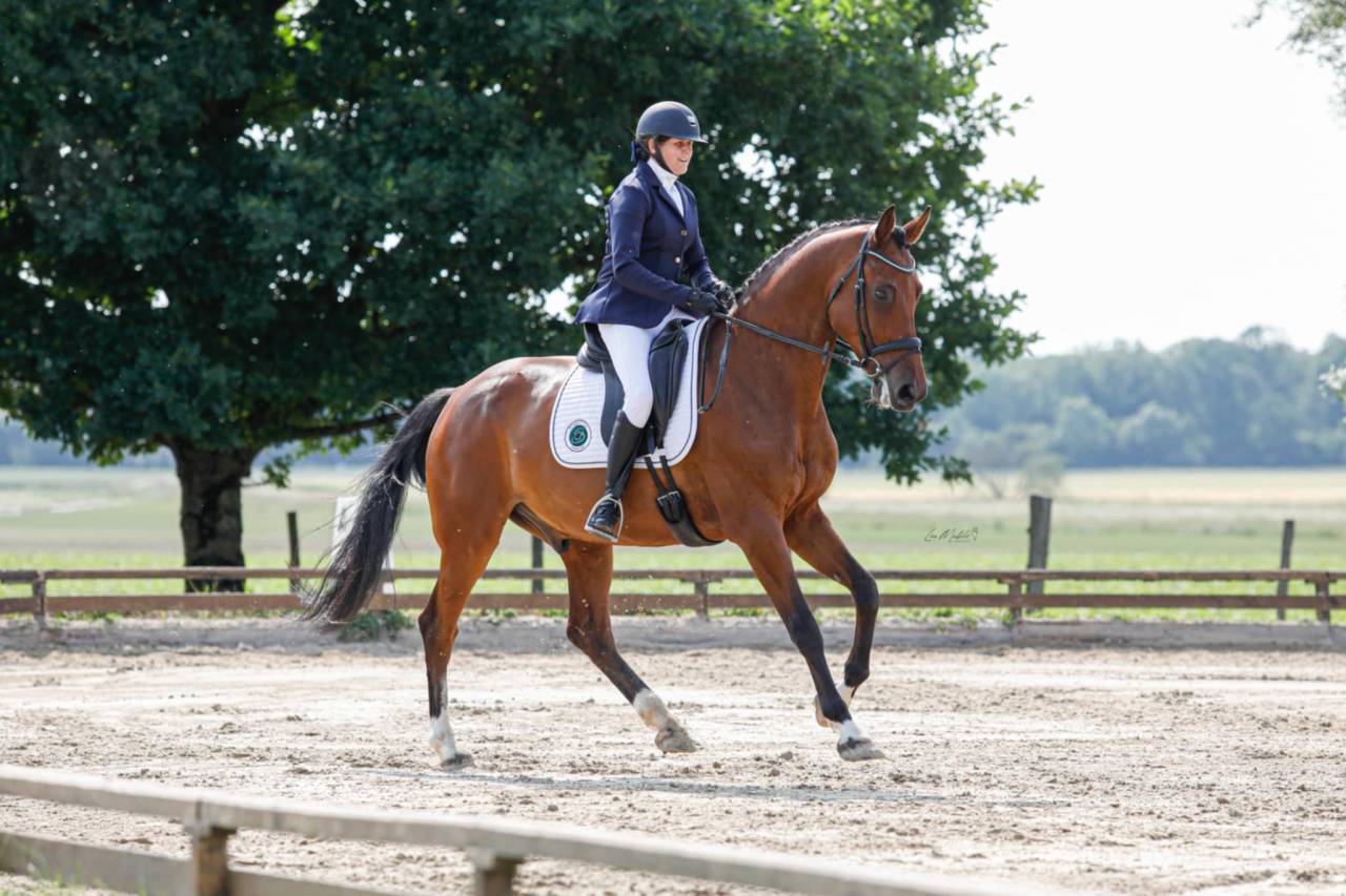 Ruin Holsteiner Te koop 2018 Donker bruin / bai ,  Cassilano