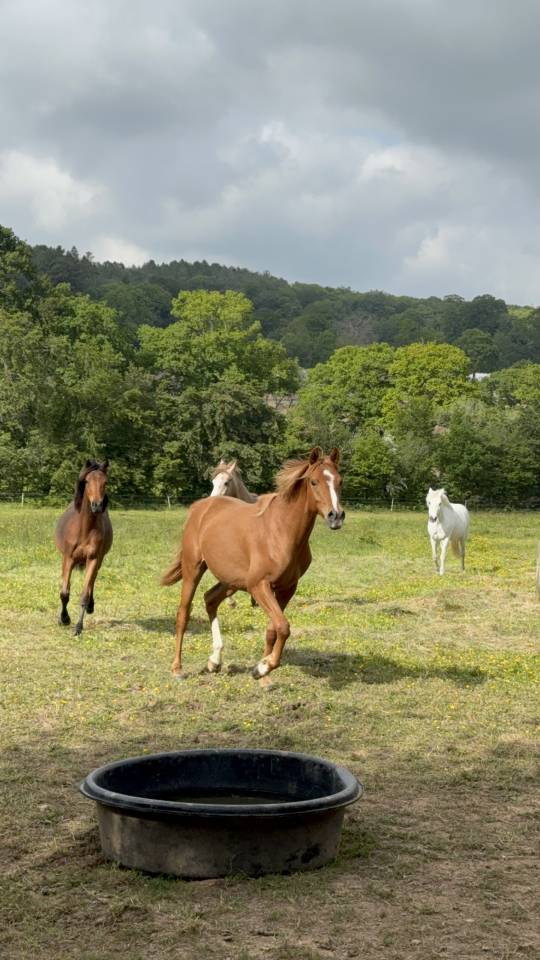 Ruin Anglo-Arabier Te koop 2023 Vos ,  JAZZ DE MARJOLAINE, AR