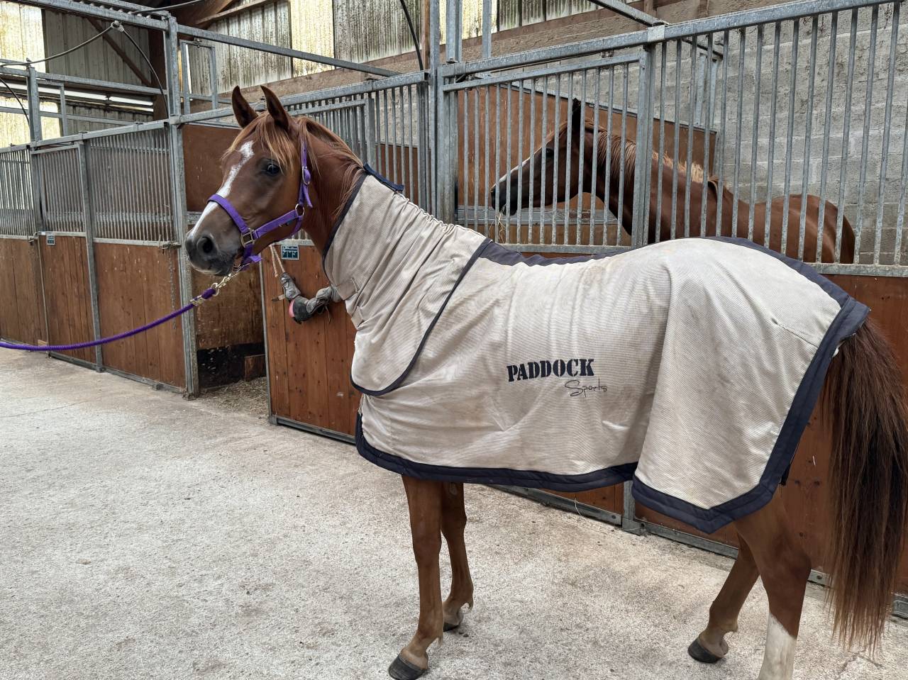 Ruin Anglo-Arabier Te koop 2023 Vos ,  JAZZ DE MARJOLAINE, AR