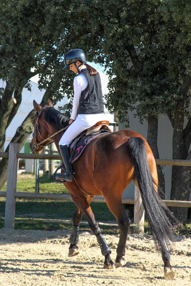 Merrie BWP Belgisch volbloed Te koop 2017 Donker bruin / bai ,  ELDORADO