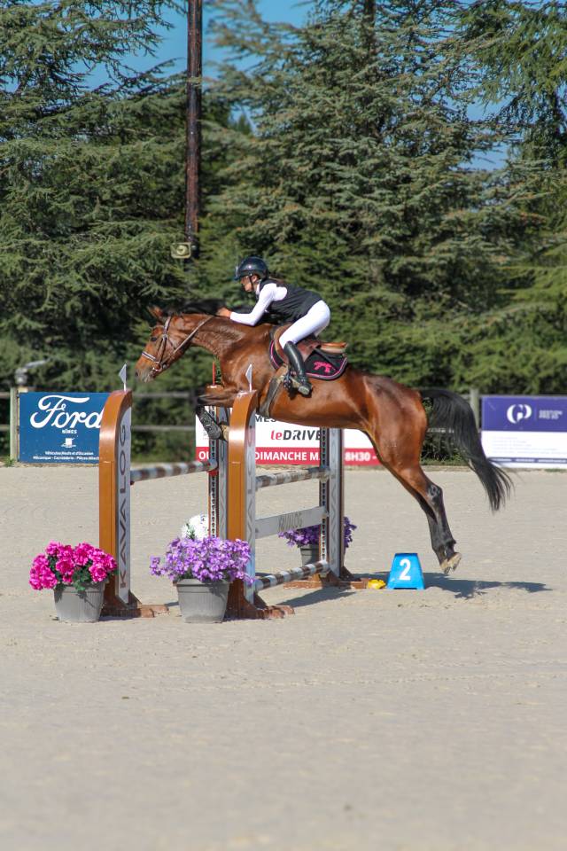 Merrie BWP Belgisch volbloed Te koop 2017 Donker bruin / bai ,  ELDORADO