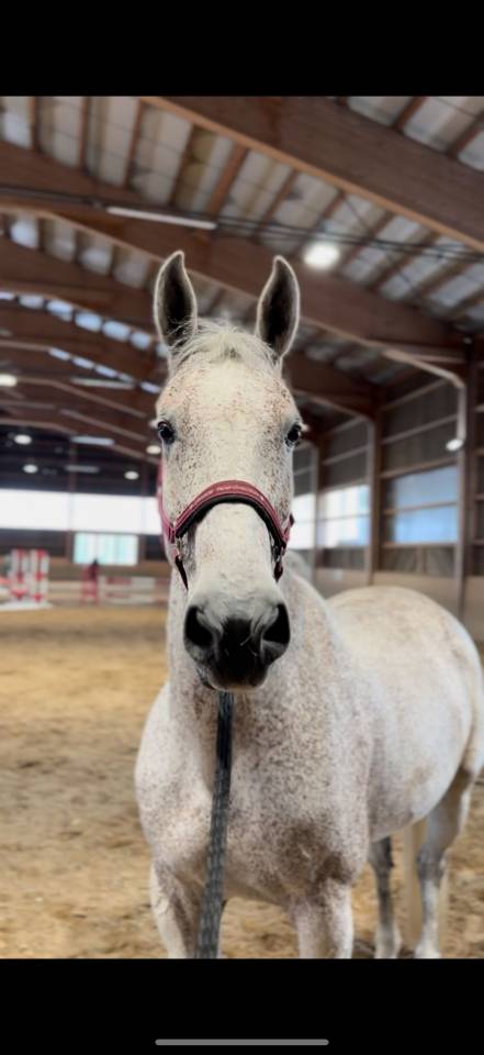 Ruin Hongaars sportpaard Te koop 2013 Schimmel