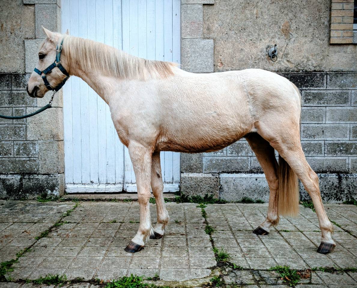 Ruin Welsh Partbred Te koop 2022 Palomino