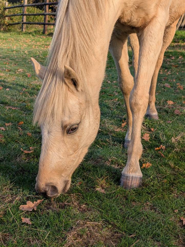 Ruin Welsh Partbred Te koop 2022 Palomino